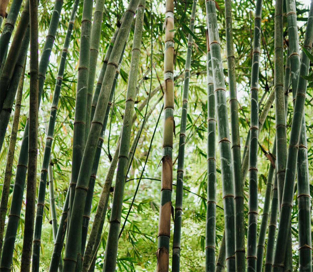 Is Bamboo Better Than Cotton? The Answer! - Bamboo Underwear