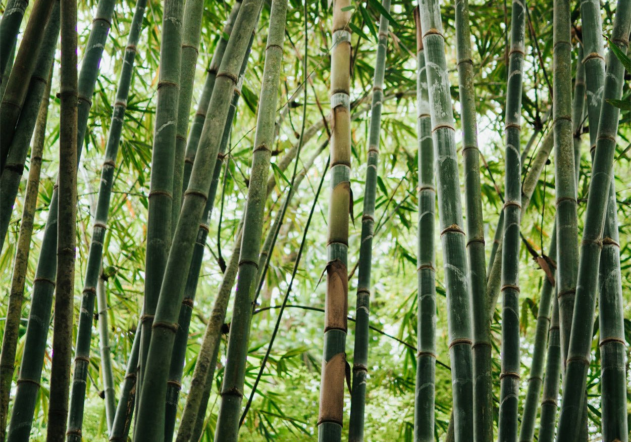 Is Bamboo Better Than Cotton? The Answer! - Bamboo Underwear