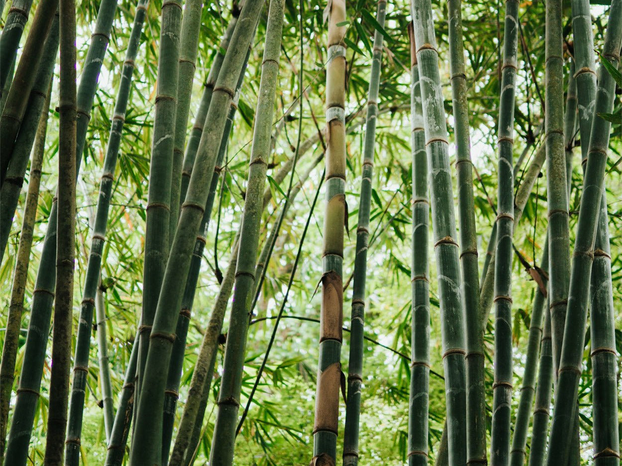 Is Bamboo Better Than Cotton? The Answer! - Bamboo Underwear