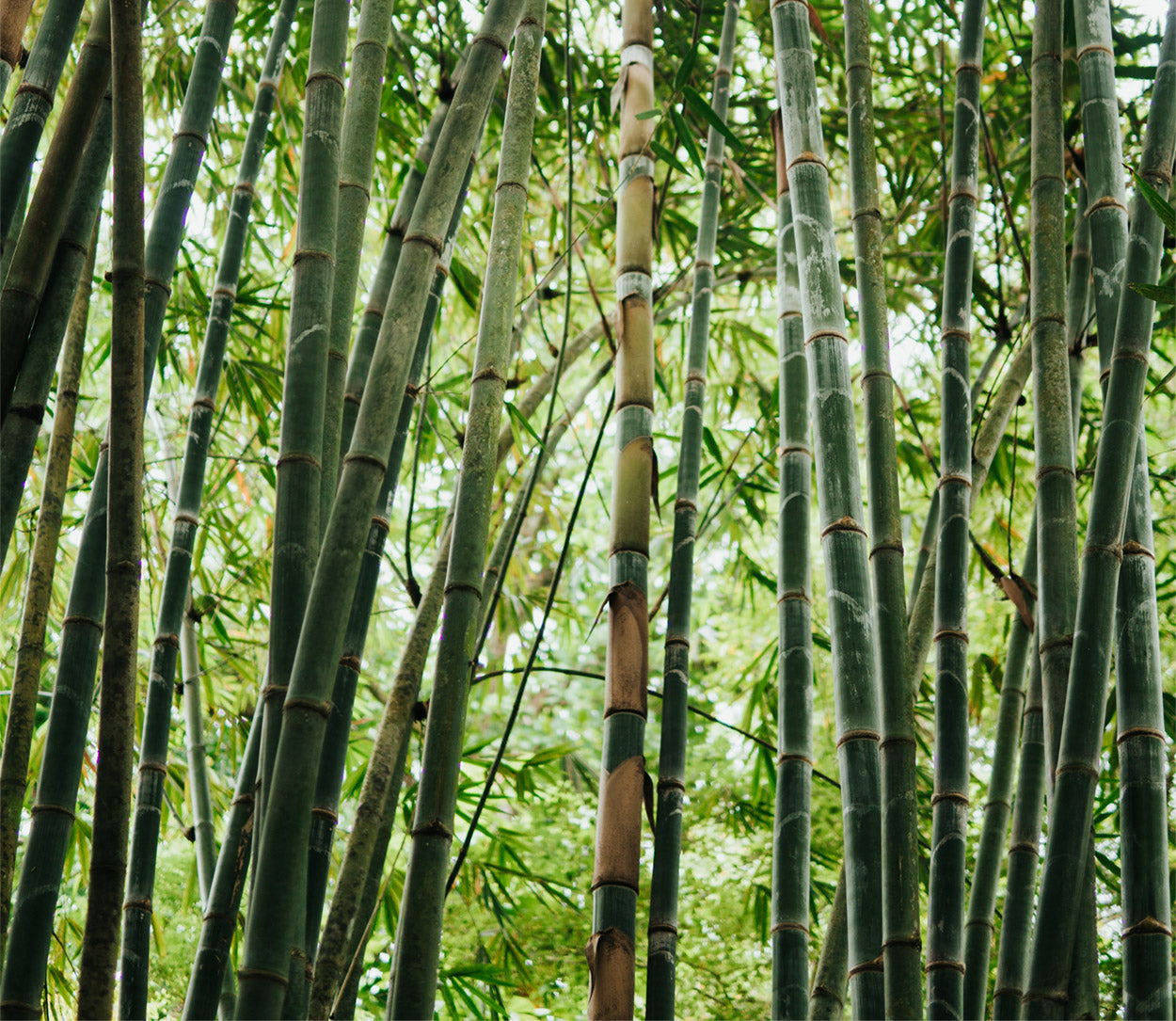 Is Bamboo Better Than Cotton? The Answer | Bamboo Underwear
